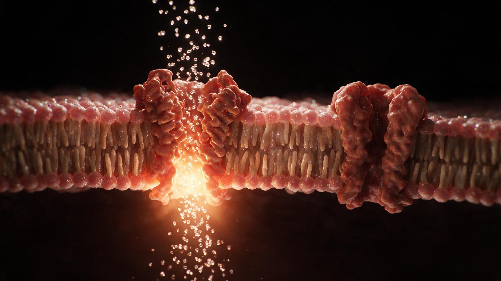 Action Potential — voltage-gated sodium channel open conformation, sodium ion influx