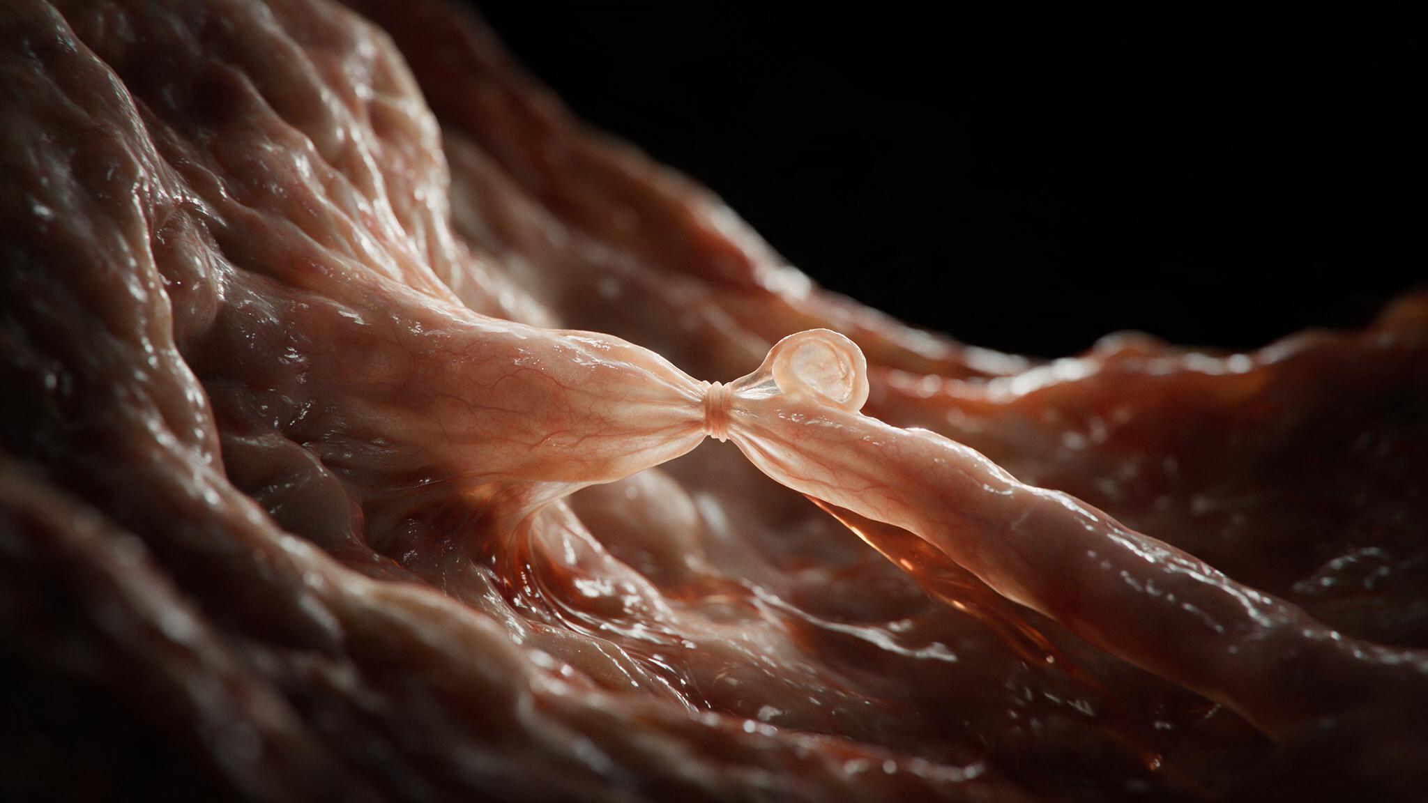 Megakaryocyte proplatelet arm pinching at constriction point to release individual anucleate platelet into bloodstream, the moment of platelet birth