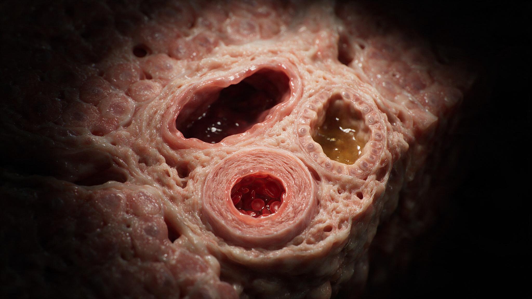Portal triad with physiological fluid contents: bright arterial blood, darker venous blood, golden viscous bile