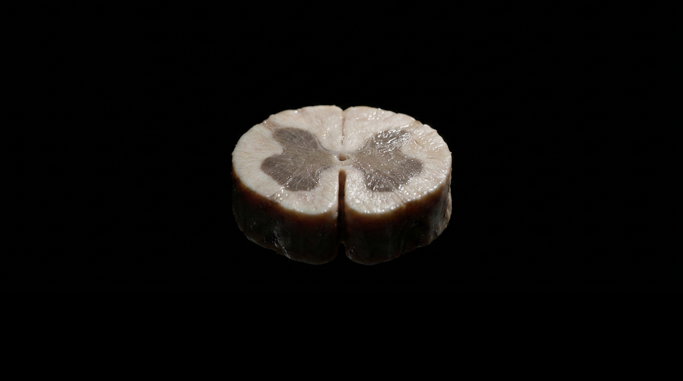 Spinal cord cross-section: the butterfly-shaped gray matter at center, surrounded entirely by white matter, the only tissue where corticospinal fibers ever terminate