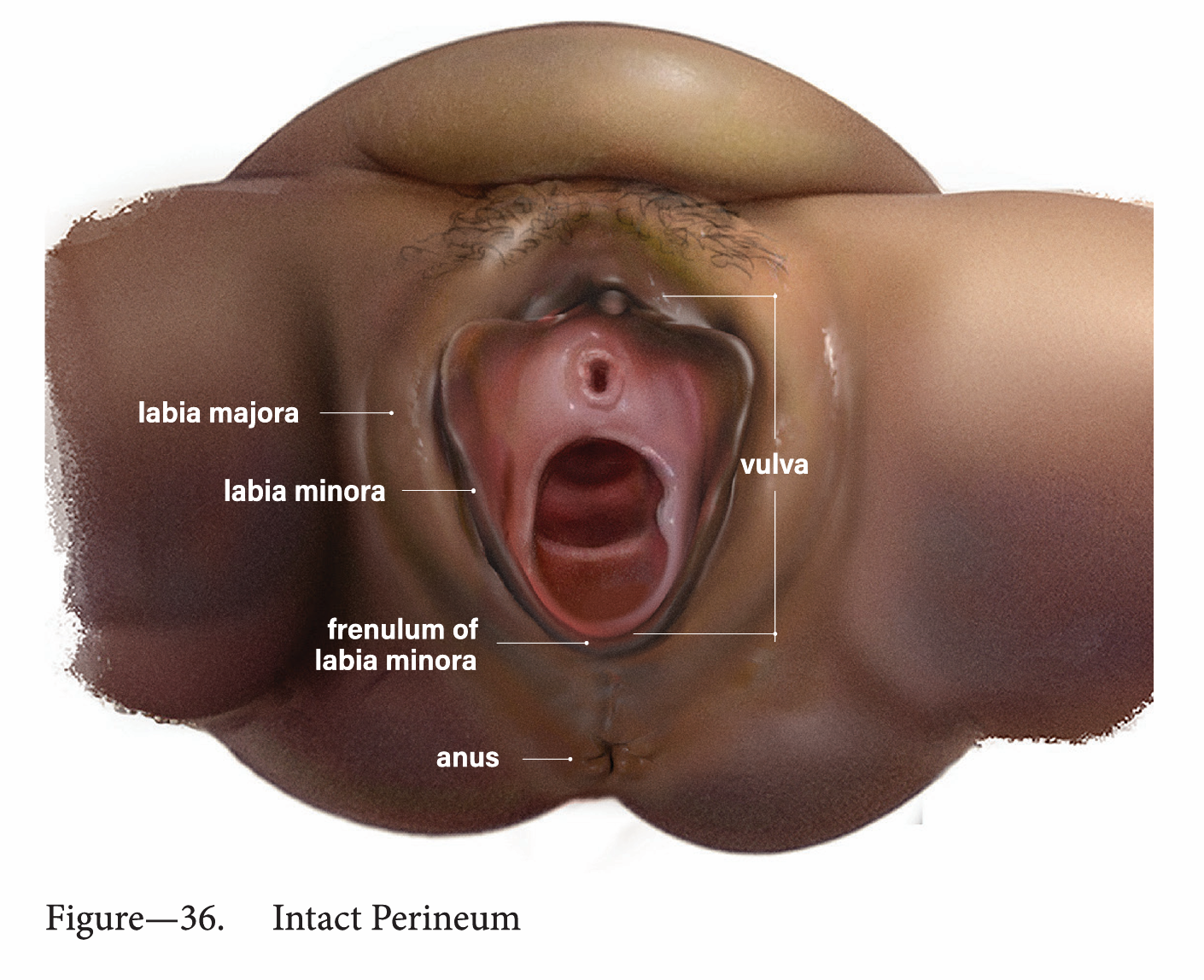 Intact perineum anatomy